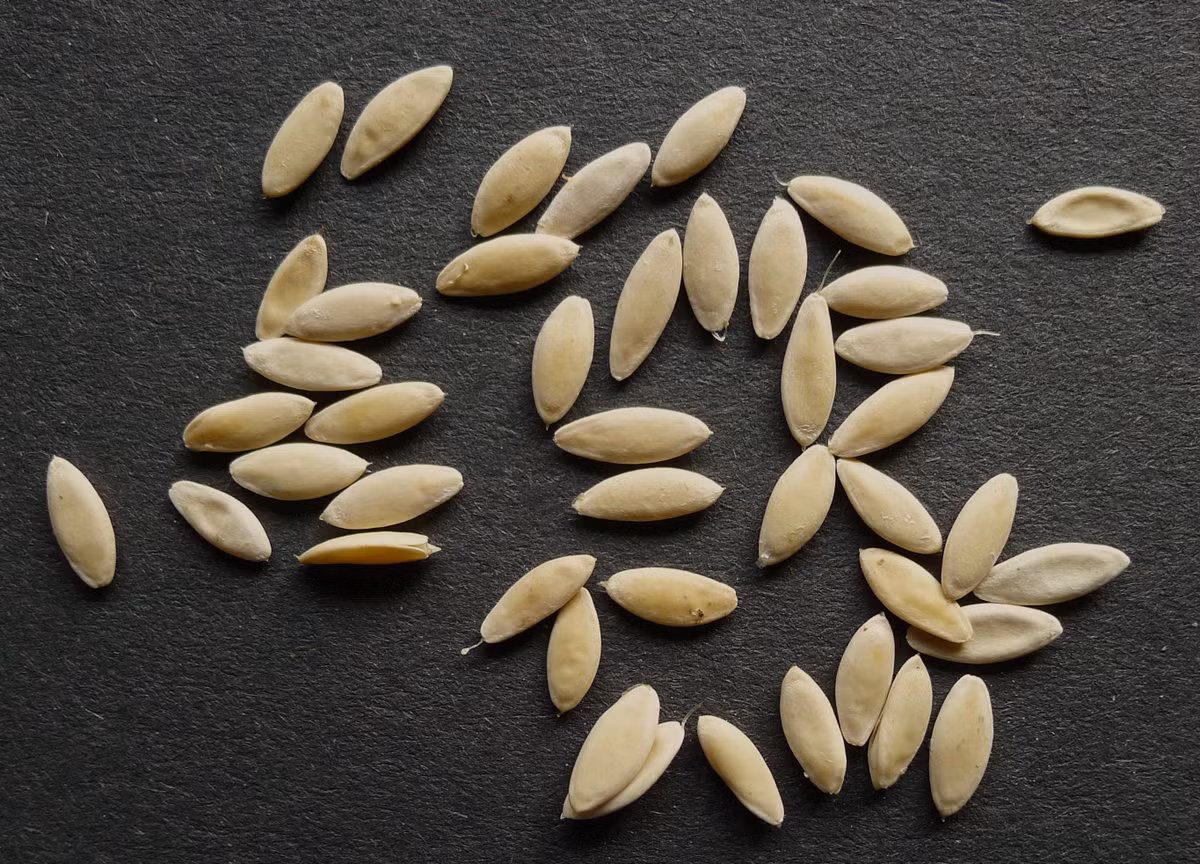 Tuy nhiên, người mua phải chọn hạt chắc, không bị sâu mọt. Khi trồng phải chú ý nếu có sương giá sẽ không tốt cho cây. Nên đặt ở ban công, nơi có nắng nhẹ, thoáng gió - anh Tuấn tư vấn thêm.