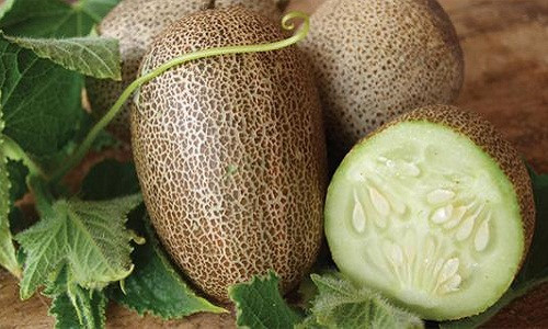 Được nhiều cửa hàng bán hạt giống ở Hà Nội rao bán 10.000 đồng/hạt - một mức giá không hề "mềm" song giống dưa chuột khoai tây độc lạ đang cực kỳ hút khách.