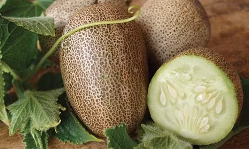 Được nhiều cửa hàng bán hạt giống ở Hà Nội rao bán 10.000 đồng/hạt - một mức giá không hề "mềm" song giống dưa chuột khoai tây độc lạ đang cực kỳ hút khách.