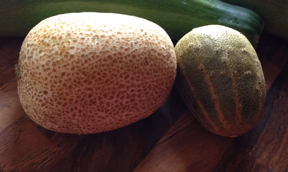 Theo chị Hoàng Trinh (chủ cửa hàng cây, hạt giống tại Cầu Diễn - Hà Nội): "Do dưa chuột khoai tây dễ trồng và chăm sóc như giống dưa chuột truyền thống nên cửa hàng nhập về bán. Khoảng 2 tuần vừa rồi có 56 đơn hàng của khách, hiện tại, cửa hàng phải nhập thêm về vì còn rất nhiều đơn hàng mới. Mỗi gói hạt giống có 5 hạt, được bán với giá 50.000 đồng/gói".