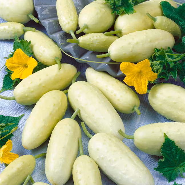 Theo chị Tâm (chủ shop hạt giống online): "Dưa chuột trắng tí hon thực ra là giống dưa Miniature White Organic Cucumber có xuất xứ từ Mỹ. Vị của dưa khá giống các loại dưa chuột thường thấy, duy chỉ có khác về màu sắc".