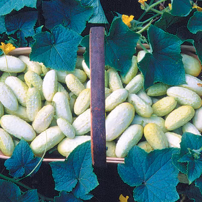 Giá hạt giống dưa chuột trắng tí hon được rao bán từ 40.000 - 50.000 đồng/gói (10 hạt).