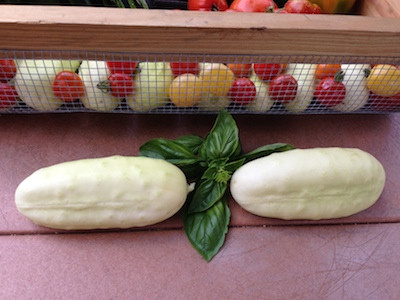 Đối với cây non, người trồng chú ý che chắn bằng rào lưới bao quanh chậu dưa để ngăn các loại côn trùng, đặc biệt là chuột phá hoại cây.