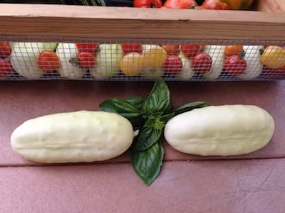 Đối với cây non, người trồng chú ý che chắn bằng rào lưới bao quanh chậu dưa để ngăn các loại côn trùng, đặc biệt là chuột phá hoại cây.