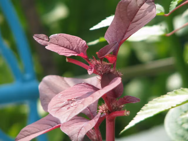 Nhung loai rau trong mua he tai nha sach va an toan-Hinh-6