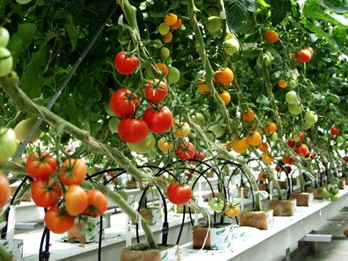 Những loại rau trồng mùa hè tại nhà sạch và an toàn Nhung loai rau trong mua he tai nha sach va an toan