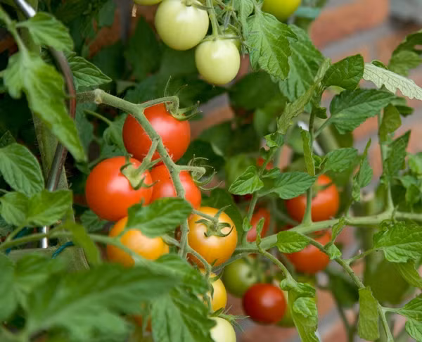 Nhung loai rau trong mua he tai nha sach va an toan-Hinh-2