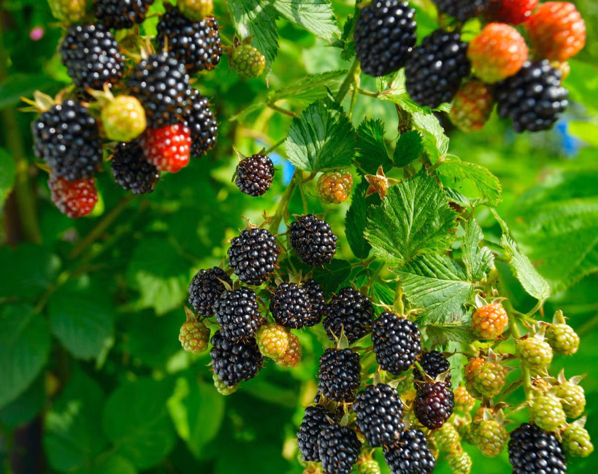 Tuy nhiên, hạt giống mâm xôi nảy mầm khá lâu sau khi gieo, khoảng 2-3 tháng, do đó, việc chọn được hạt giống chắc, không bị mối mọt là điều khá quan trọng - chị Hoài An cho biết thêm.