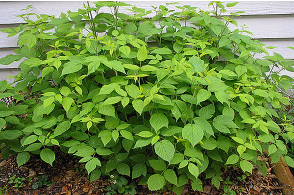 Chị Thu Hương (giáo viên, nhà ở khu Đền Lừ - Hoàng Mai- Hà Nội) cho biết: "Quả cây mâm xôi là khá đắt tiền và không phải lúc nào cũng có sẵn để thưởng thức. Vì thế, khi có hạt giống tự trồng cũng là một cách tiết kiệm và làm đẹp sân vườn".