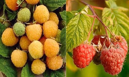 Chị Lan (chủ shop hạt giống trên đường Hoàng Hoa Thám) cho biết: "Hầu hết hạt giống mâm xôi được nhập từ Nga. Hai giống chủ yếu được bán là mâm xôi màu vàng và mâm xôi đỏ. Ngoài ra, giống mâm xôi đen xuất xứ từ Mỹ".