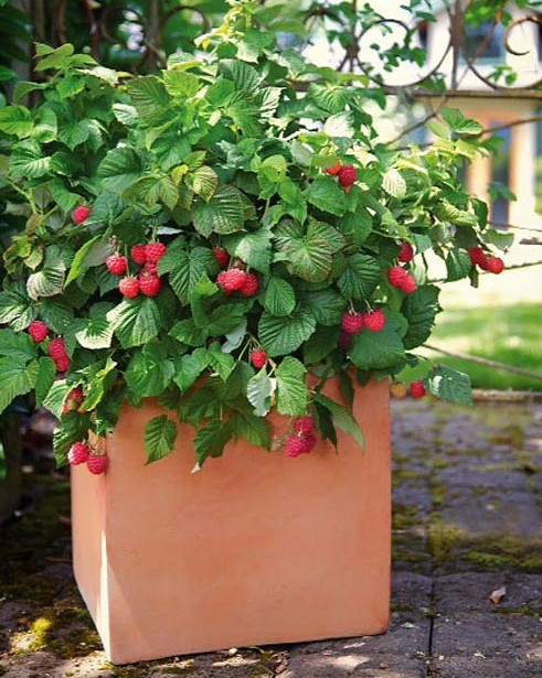 Mâm xôi rất dễ bị chết trong khoảng một năm đầu nếu tưới nhiều nước hoặc không tránh gió cho cây. Người trồng chỉ nên tưới nước hai tuần một lần.