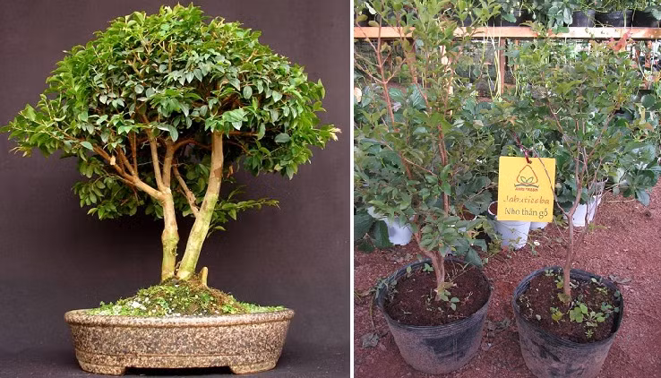 Nho cuc la tien trieu khien dan Ha Noi phat cuong-Hinh-2