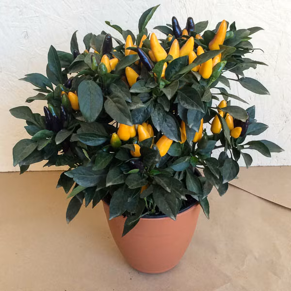 Theo anh Nguyễn Đức Minh (Chuyên cung ứng ớt cảnh - Gia Lâm, Hà Nội): "Trên thị trường có nhiều loại ớt cảnh, nếu nhập từ nước ngoài về thường đắt gấp rưỡi các giống truyền thống trong nước nên nhiều khách hàng chọn cách tự lấy giống về trồng. Tuy nhiên, khi mua cần hỏi kỹ cách trồng, chăm sóc, nếu hạt không chất lượng sẽ khó đậu cây".