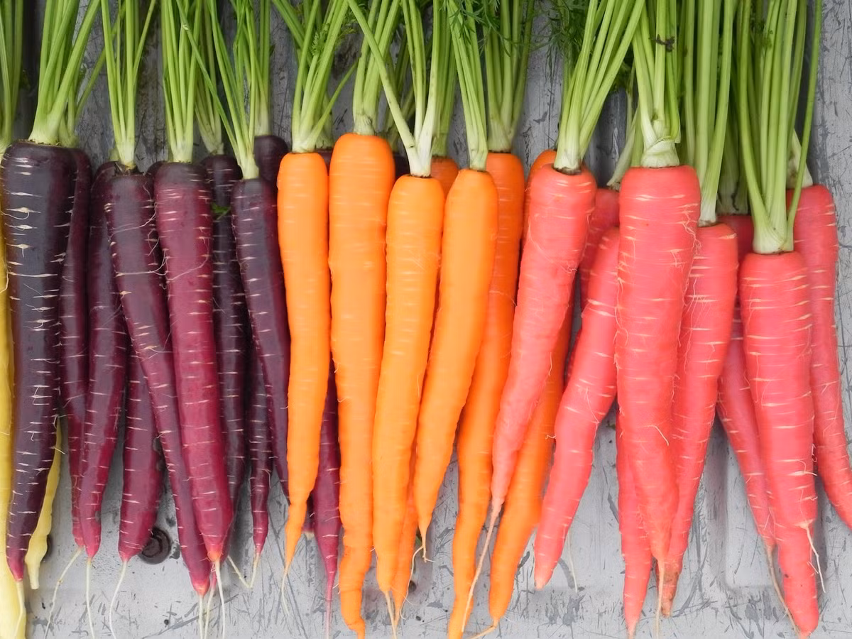 Chỉ mới nhập hạt giống cà rốt tìm về được một tuần, cửa hàng hạt giống của chị Minh ở đường Thái Thịnh (Hà Nội) đã "cháy" hàng, gần 300 gói đã tiêu thụ hết. Chị Minh cho biết hầu hết khách hàng nữ giới là dân văn phòng tìm mua cà rốt tím, ngoài công dụng cho sức khỏe thì nhiều người là do yêu thích trồng cây, rau củ sạch tại nhà, nên mua về trồng thử.