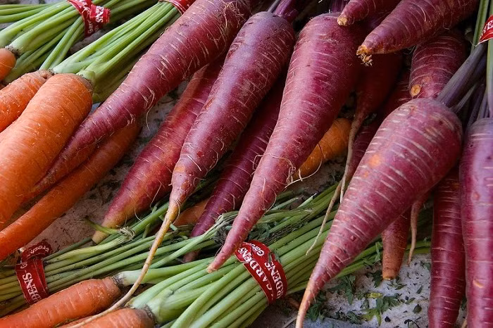 Gieo hạt sâu khoảng 1,5 cm, cà rốt trưởng thành cao trung bình từ 5 – 7,5 cm. Khi trồng nên bổ sung thêm hàm lượng Kali cho cây để tăng khả năng cho củ.