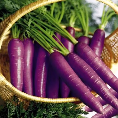 Cà rốt tím có màu sắc tím đậm từ bên ngoài vỏ cho tới bên trong lõi, đây là điểm đặc biệt hơn so với các loại thường thấy.