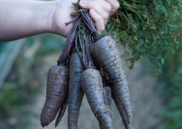 Cũng như cà rốt tím, loại củ này mang lại tác dụng dưỡng tóc và da đầu khá tốt. Một số cửa hàng hạt giống nhận đơn hàng hạt giống cà rốt đen với mức giá 100.000 - 110.000 đồng/gói (tùy trọng lượng). Một số cửa hàng rao mức 50.000 đồng/gói (500gr).