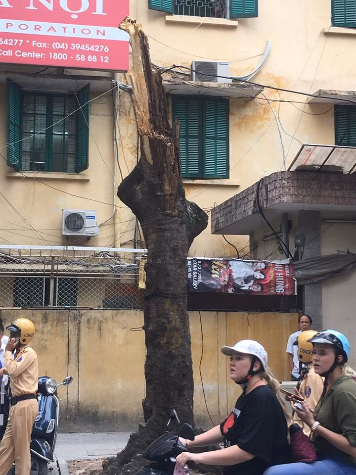 Ha Noi: Cay xanh bat chot gay do, de nat dau o to-Hinh-2