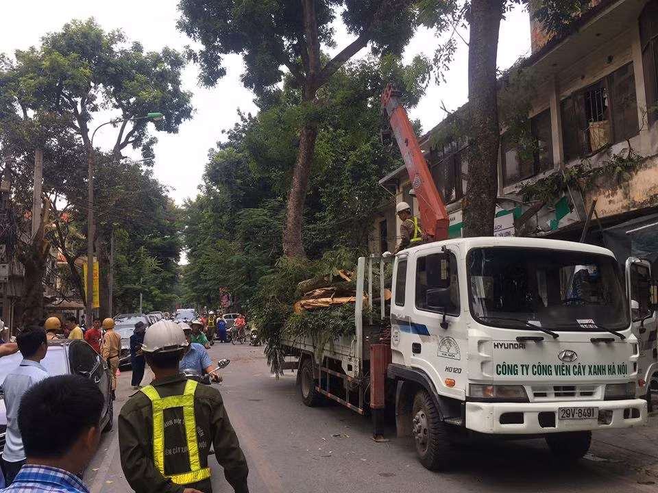 Ha Noi: Cay xanh bat chot gay do, de nat dau o to-Hinh-5