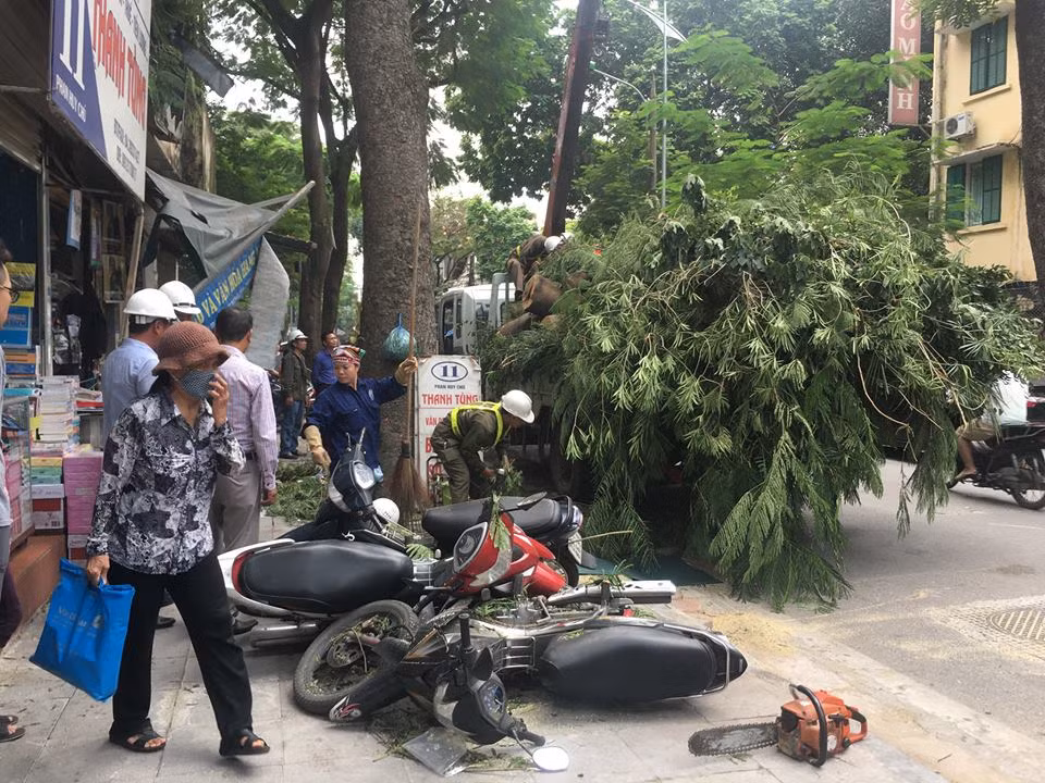 Ha Noi: Cay xanh bat chot gay do, de nat dau o to-Hinh-3