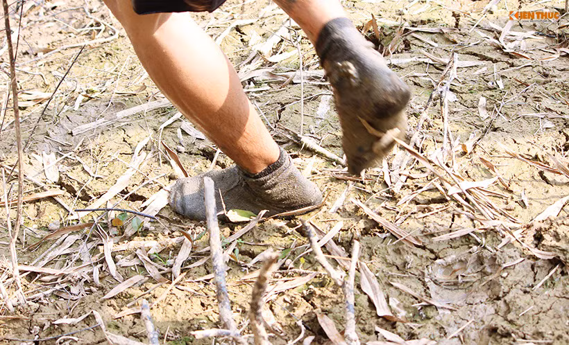 Người dân đi tất để tránh dẫm phải gai nhọn hoặc những viên đá sắc dưới nước.