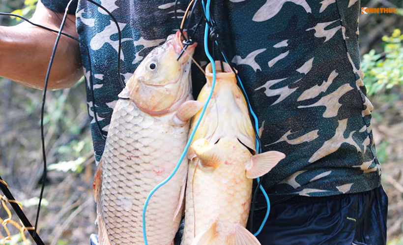 Xâu cá cẩn thận rồi buộc vào người bằng dây điện nhỏ.