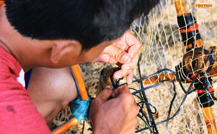 "Một người có thể bắt được khoảng 6, 7 con một ngày. Người không được vẫn vui vẻ hào hứng vì được tham gia cùng mọi người. Chúng tôi đi dọc theo sông Tích lúc nào đến tầm 17h chiều thì về", anh Giáp cho biết thêm.