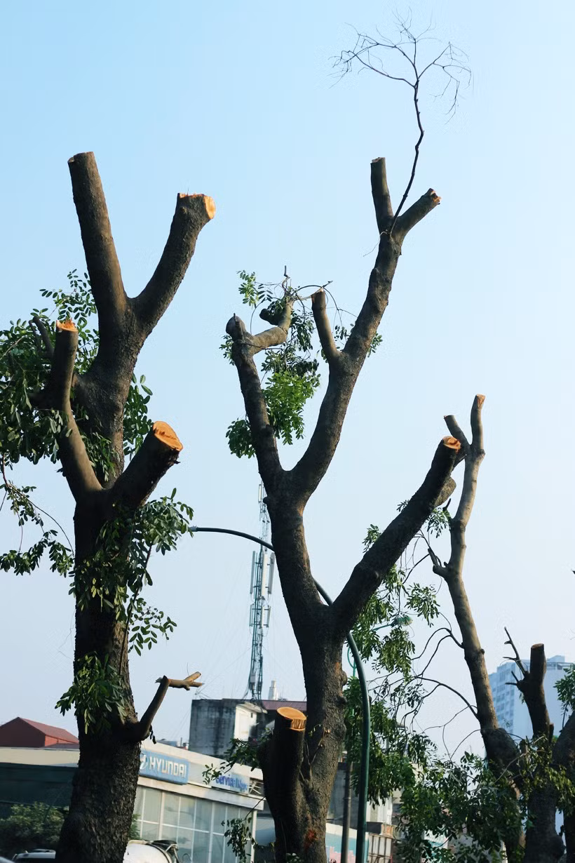 Những bóng mát cây xanh trên đường Phạm Văn Đồng đang dần trở thành ký ức của người Hà Nội, cùng người dân tỉnh thành mỗi khi di chuyển qua đây.