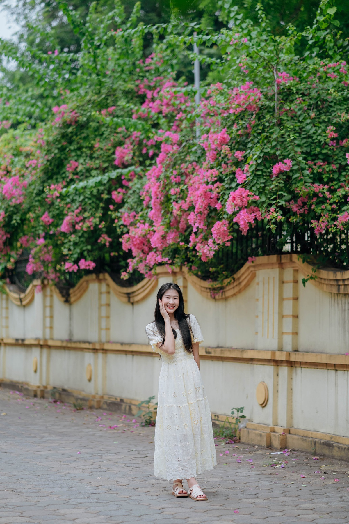 Hè tháng 6, dạo quanh Hà Nội, ta dễ dàng bắt gặp những giàn hoa giấy nở bung nở. Ảnh: Văn Hùng