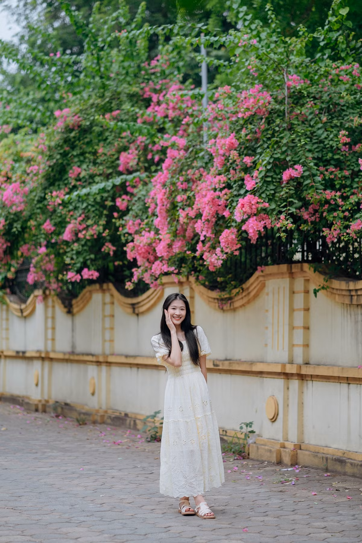 Hè tháng 6, dạo quanh Hà Nội, ta dễ dàng bắt gặp những giàn hoa giấy nở bung nở. Ảnh: Văn Hùng