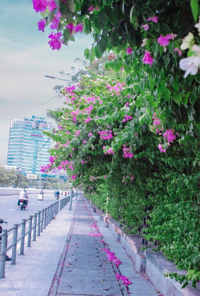 Những cây hoa giấy ở đây mọc rậm rạp, tuy nhiên có công nhân môi trường cắt tỉa thường xuyên nên được tạo dáng gọn gàng. Ảnh @_ng.trang_84