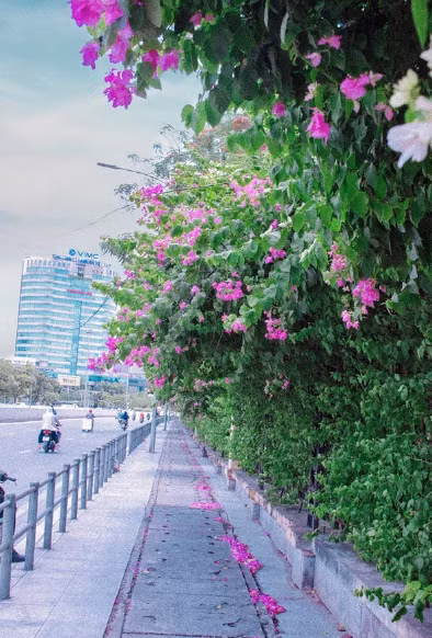 Những cây hoa giấy ở đây mọc rậm rạp, tuy nhiên có công nhân môi trường cắt tỉa thường xuyên nên được tạo dáng gọn gàng. Ảnh @_ng.trang_84