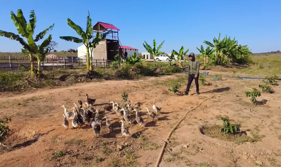 Loai vat chi nha giau Angola dam an o trang trai Quang Linh Vlog