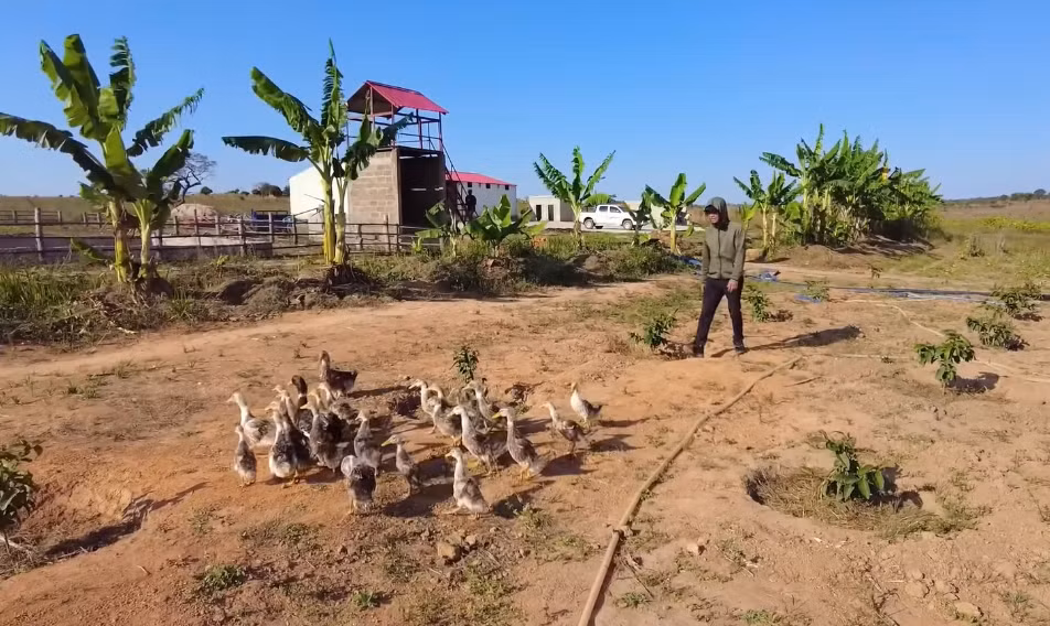 Loai vat chi nha giau Angola dam an o trang trai Quang Linh Vlog