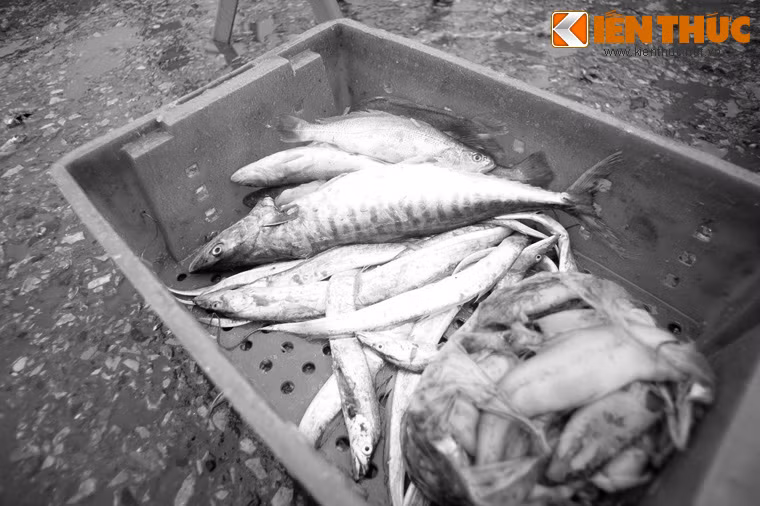 Cảng cá này hiện có chỗ đậu cho 450 đến 500 tàu, thuyền đánh cá các loại. Đóng vai trò quan trọng trong sự phát triển kinh tế - xã hội của thị xã Sầm Sơn...