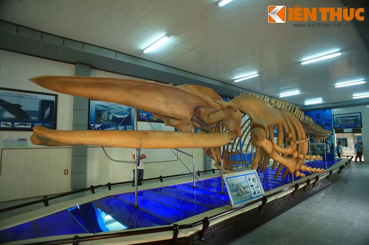 Hiện vật nổi bật của Viện Hải dương học Nha Trang là bộ xương cá voi khổng lồ dài gần 26m, cao 3m đã bị chôn vùi trong lòng đất ở đồng bằng sông Hồng ít nhất hơn 200 năm.