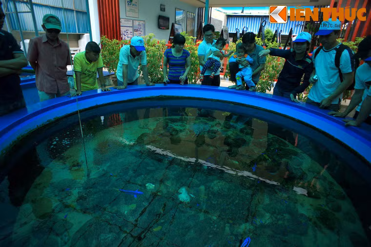 Không chỉ lưu giữ mẫu vật ở dạng tiêu bản, Viện còn có cả một quần thể bể nuôi sinh vật biển phục vụ nghiên cứu, tham quan.