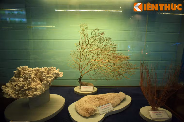 Bảo tàng còn giới thiệu với du khách các đặc điểm tự nhiên của vùng biển Đông, những cảnh quan môi trường vùng biển ven bờ, các hệ sinh thái giàu có như rừng ngập mặn, rạn san hô, thảm cỏ biển...