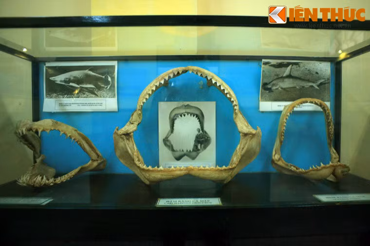 Bên cạnh hoạt động nghiên cứu, đây còn là một bảo tàng lưu trữ hiện vật biển lớn bậc nhất Đông Nam Á.