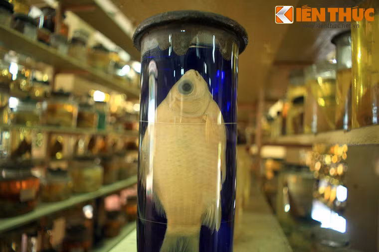 Đến thăm Viện, du khách sẽ được tận mắt xem trên 20.000 mẫu vật của hơn 4.000 loại sinh vật biển và nước ngọt đã được sưu tầm, gìn giữ từ nhiều thập niên.