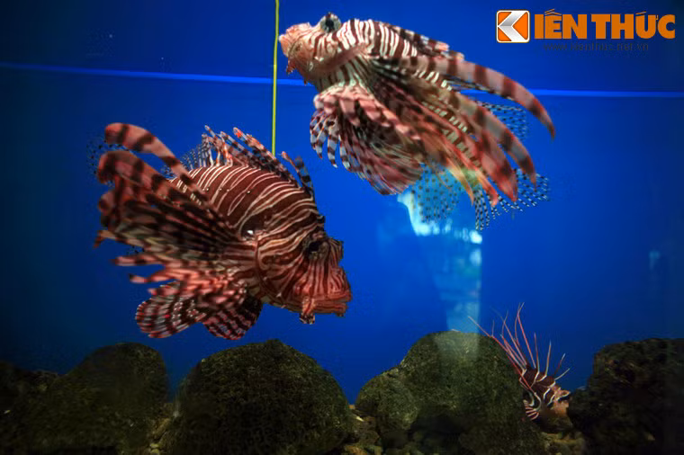 Đây là nơi quy tụ rất nhiều loài sinh vật biển quý hiếm của Việt Nam và các vùng nước lân cận.