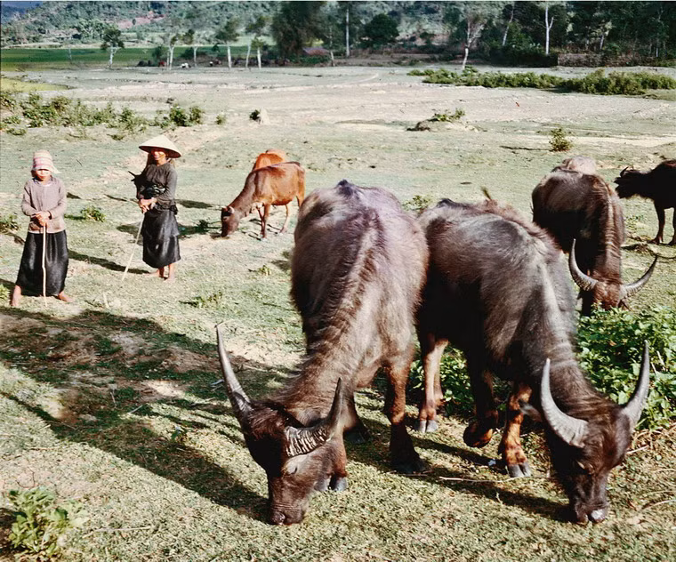 Những người phụ nữ bên đàn trâu bò ở Hà Thành.