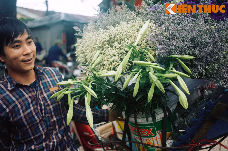 Theo các tư liệu được lưu trữ, loa kèn là một loài hoa nhập ngoại, được người Pháp đưa vào vào Việt Nam đầu thế kỷ 20. Loài hoa này hợp với khí hậu ôn đới, được trồng đầu tiên ở Đà Lạt, sau đó mới đến các địa phương khác, trong đó có Hà Nội.
