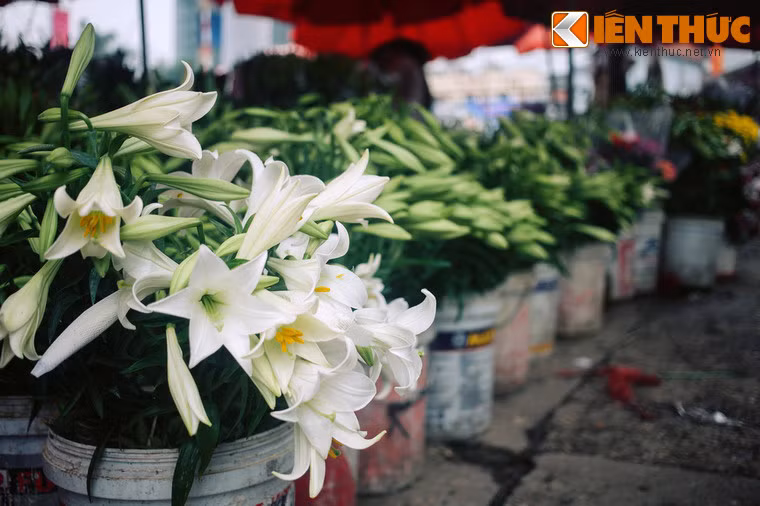 Lily van xin bọn cướp, kể với chúng về mối tình của mình và câu chuyện trái tim trong chiếc hộp... nhưng chúng chẳng hề động lòng. Chúng mang chiếc hộp về dâng cho thủ lĩnh và thi nhau giễu cợt chuyện người phụ nữ mang chiếc hộp đựng trái tim để trao lại cho người yêu.