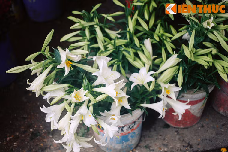 Lily đau đớn tột cùng và lên đường tìm mộ Jack để trao lại cho anh trái tim. Bà ôm chiếc hộp đi một mình tới những vùng đất xa lạ, vắng vẻ. Đến một ngày nọ, bà bị một toán cướp chặn đường và lấy mấy chiếc hộp chứa trái tim.