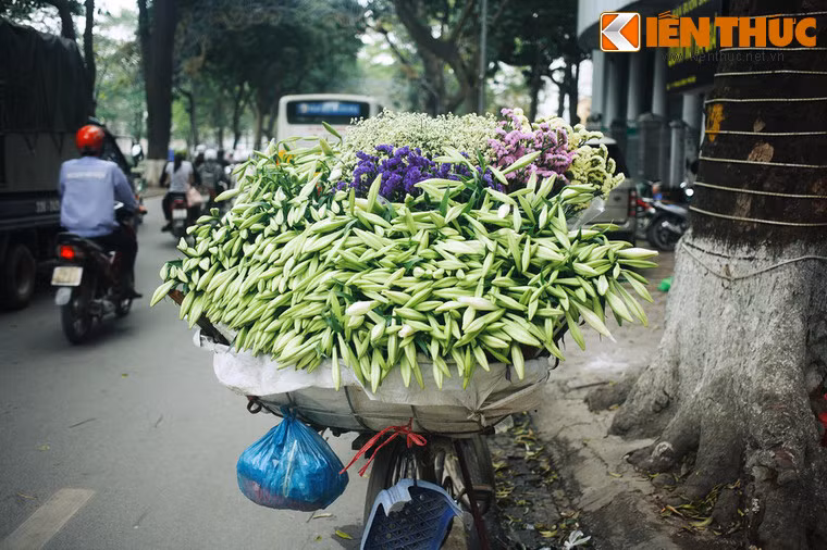 Truyền thuyết về hoa loa kèn kể rằng, ngày xưa có hai người trẻ tuổi yêu nhau, là chàng trai tên Jack và cô gái tên Lily. Một ngày, Jack phải lên đường ra trận. Chàng đã rút trái tim của mình ra khỏi lồng ngực trao cho người mình yêu như một lời thề nguyền trong buổi chia tay.