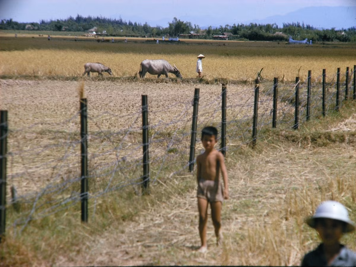 Rào gai giăng trên cánh đồng để khoanh vùng bảo vệ quân sự.