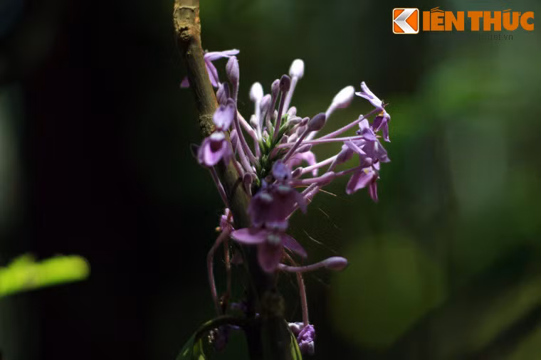 Dọc đường chinh phục đỉnh núi, du khách có cơ hội bắt gặp nhiều loại hoa trái lạ.