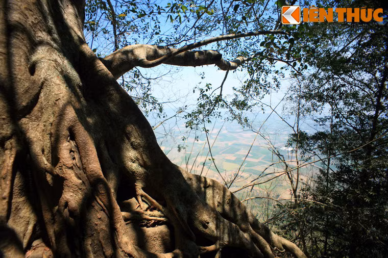 Nhiều cây cổ thụ trên núi có tuổi đời cả trăm năm.