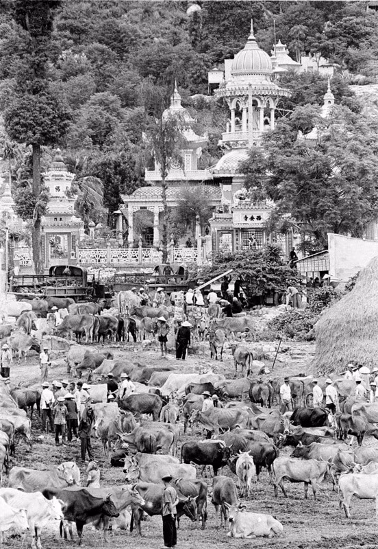 Khu chợ gia súc họp ở trước chùa Tây An, Châu Đốc, trong khi các đoàn xe quân sự đang tiến sang Campuchia, ngày 25/7/1970. Gia súc được nhập lậu vào Việt Nam từ Campuchia.